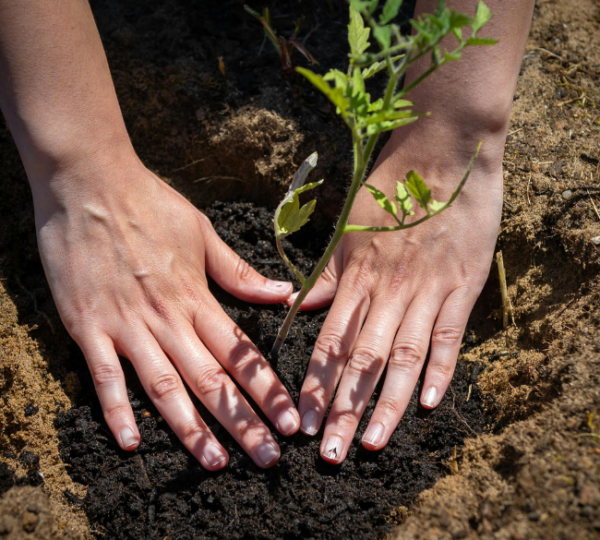 Precision Seedling Production