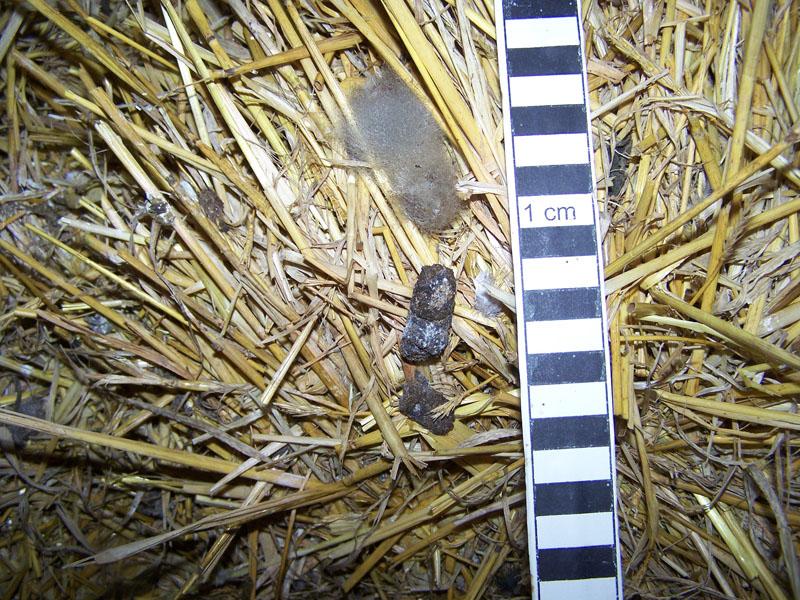 A grey owl pellet lying on straw beside a black and white centimetre scale